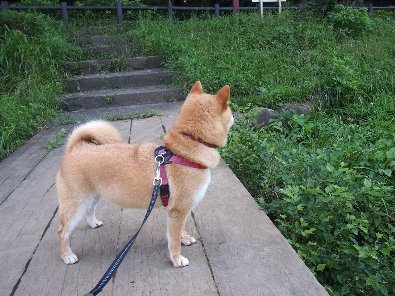 投篮命中率提升最快的球员观察,投篮命中率高的姿势