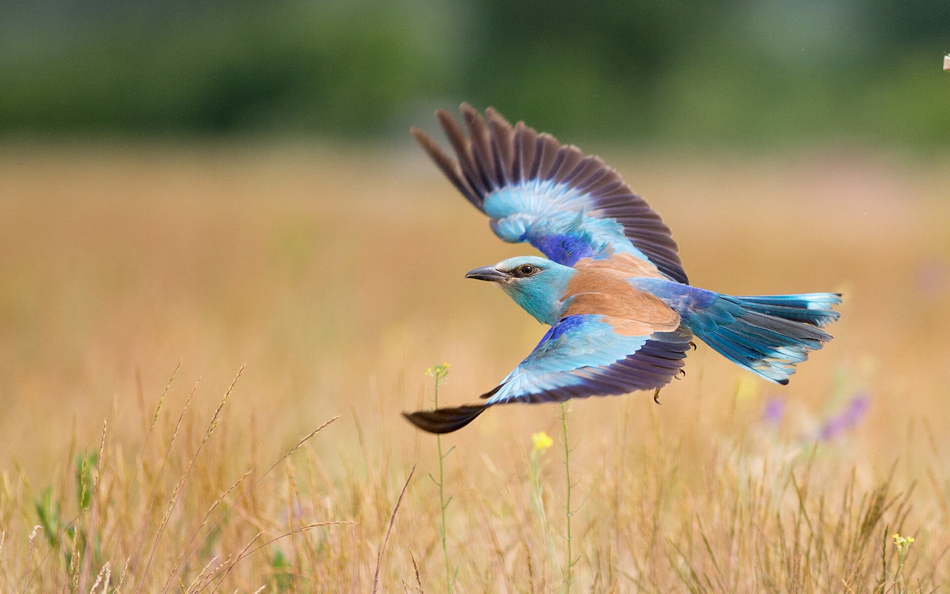 英超门票价格波动与球迷反应,英超球队门票收入